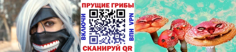 закладка Багратионовск Галлюциногенные грибы Psilocybe